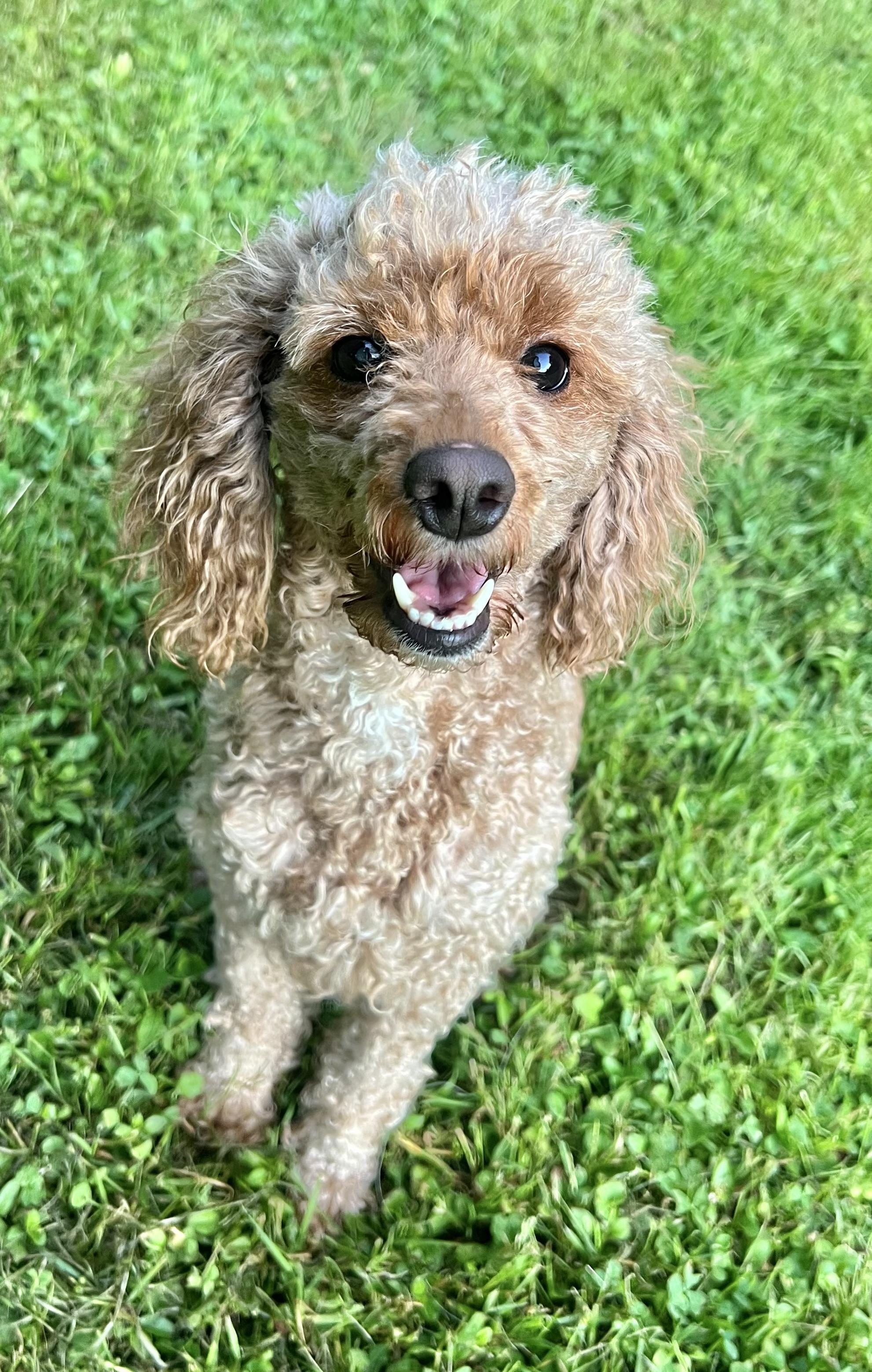 Enlarge MISSY, an adopted Miniature Poodle in Belmont, NY image 2/5
