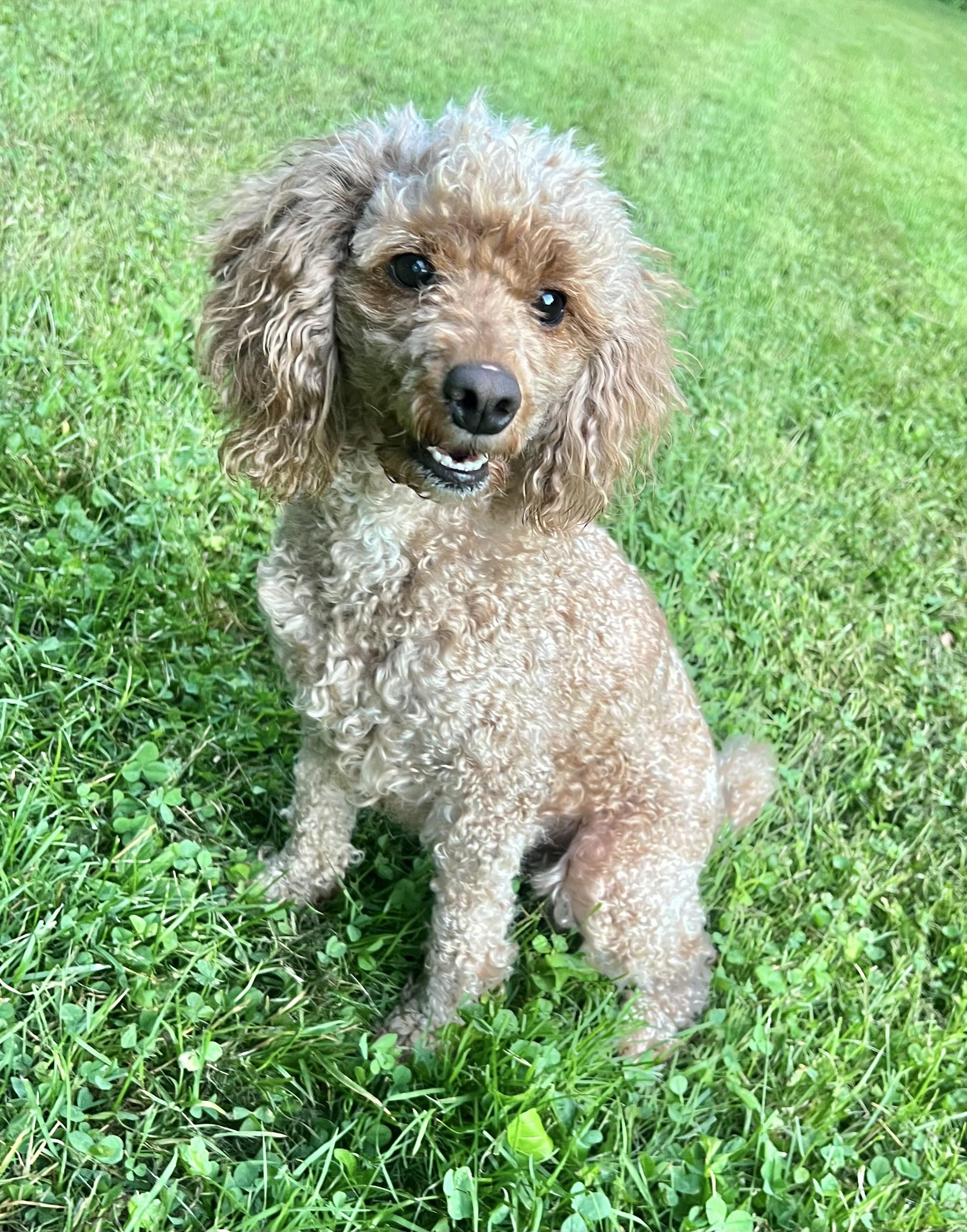 Enlarge MISSY, an adopted Miniature Poodle in Belmont, NY image 3/5