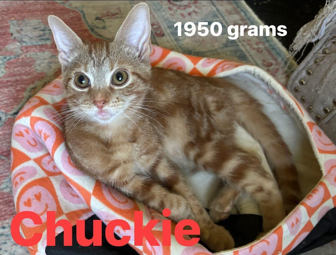 Chuckie, Adoptable, Young Male Tabby.