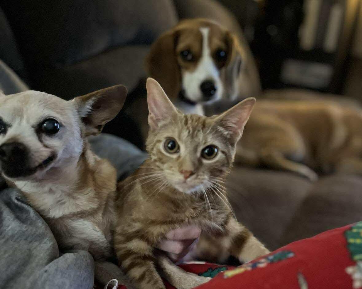 Chuckie, a Adoptable Tabby in Westville, NJ image 1/4