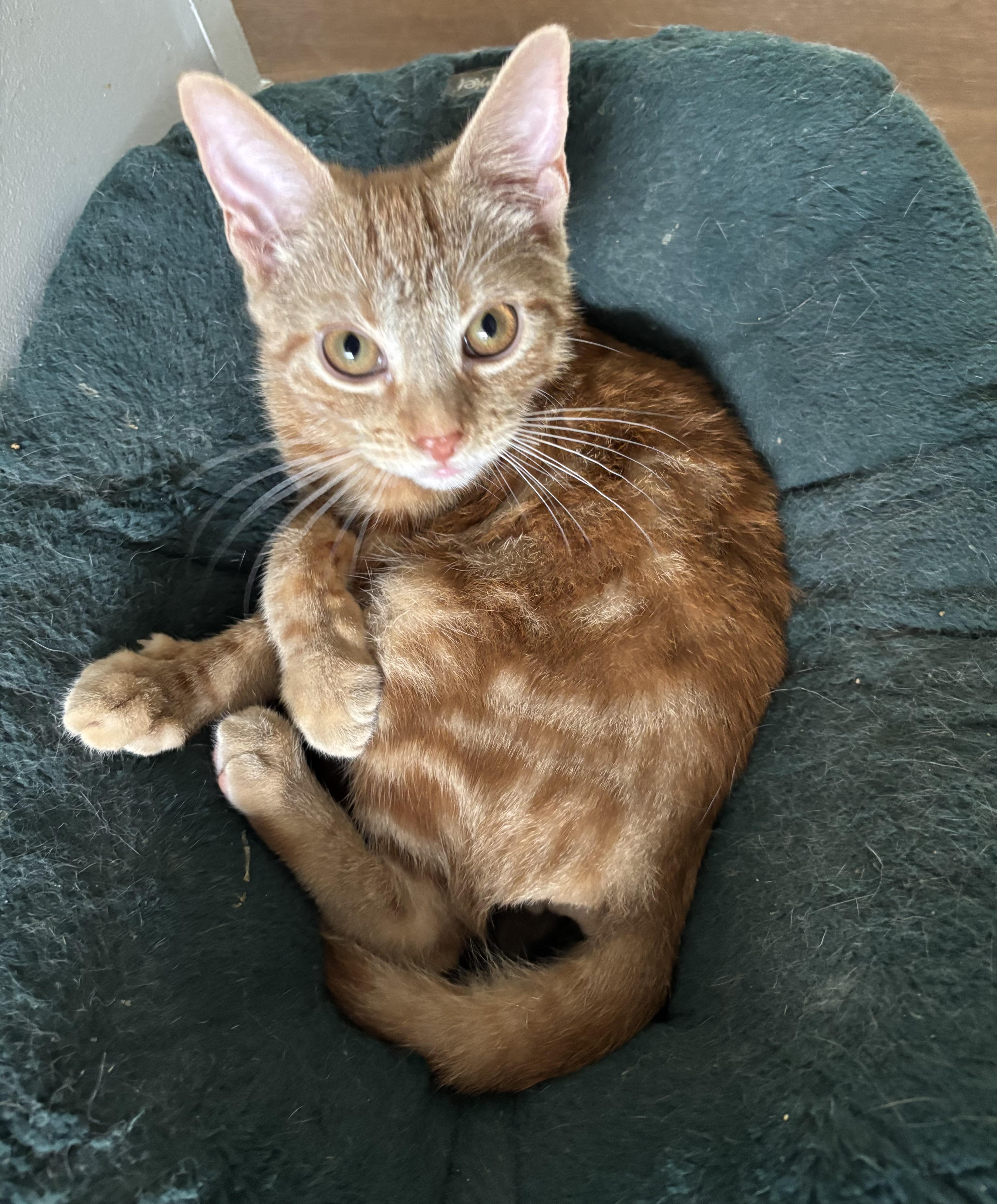 Chuckie, a Adoptable Tabby in Westville, NJ image 2/4