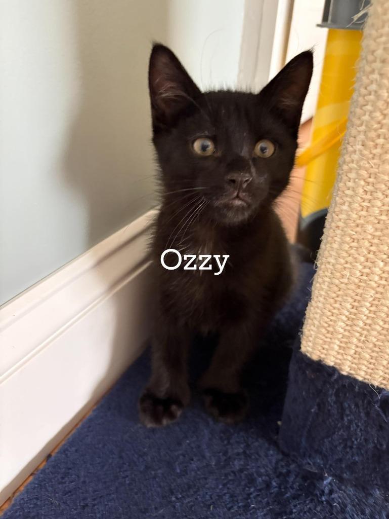 Ozzy, Adopted, Young Male Extra-Toes Cat / Hemingway Polydactyl.