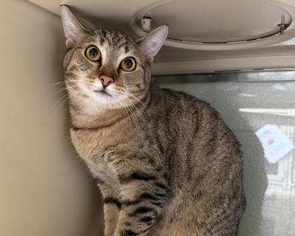 Garrus Vakarian, Adoptable, Adult Male Domestic Short Hair & Domestic Short Hair.