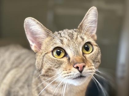 Garrus Vakarian, Adoptable, Kitten Male Domestic Short Hair & Domestic Short Hair.