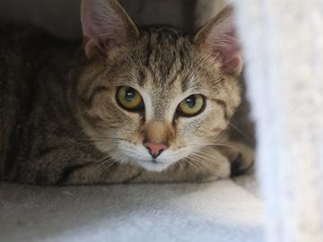 Garrus Vakarian, Adoptable, Adult Male Domestic Short Hair & Domestic Short Hair.