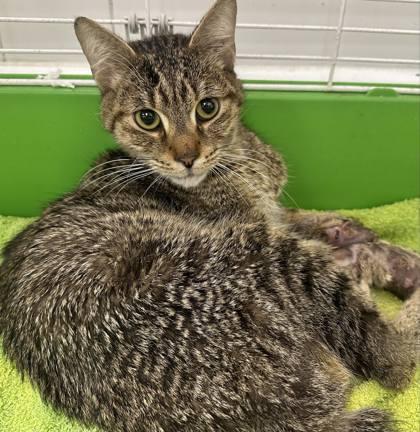 Enlarge Hulk, a Adoptable mixed breed in Palm Coast, FL image 1/3