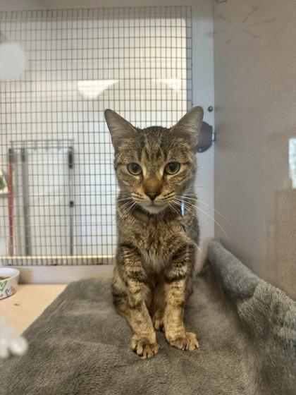 Enlarge Hulk, a Adoptable mixed breed in Palm Coast, FL image 2/3