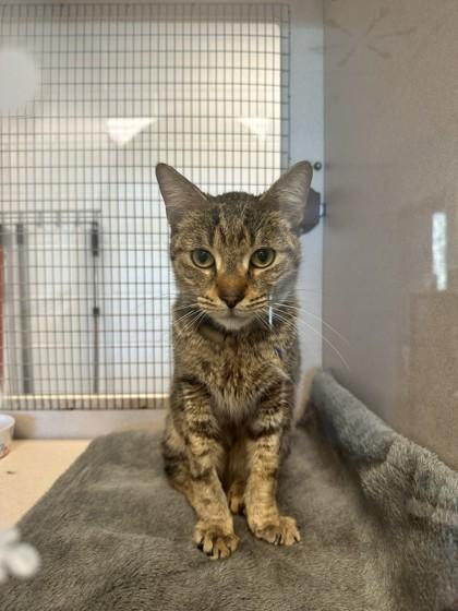 Enlarge Hulk, a Adoptable mixed breed in Palm Coast, FL image 3/3