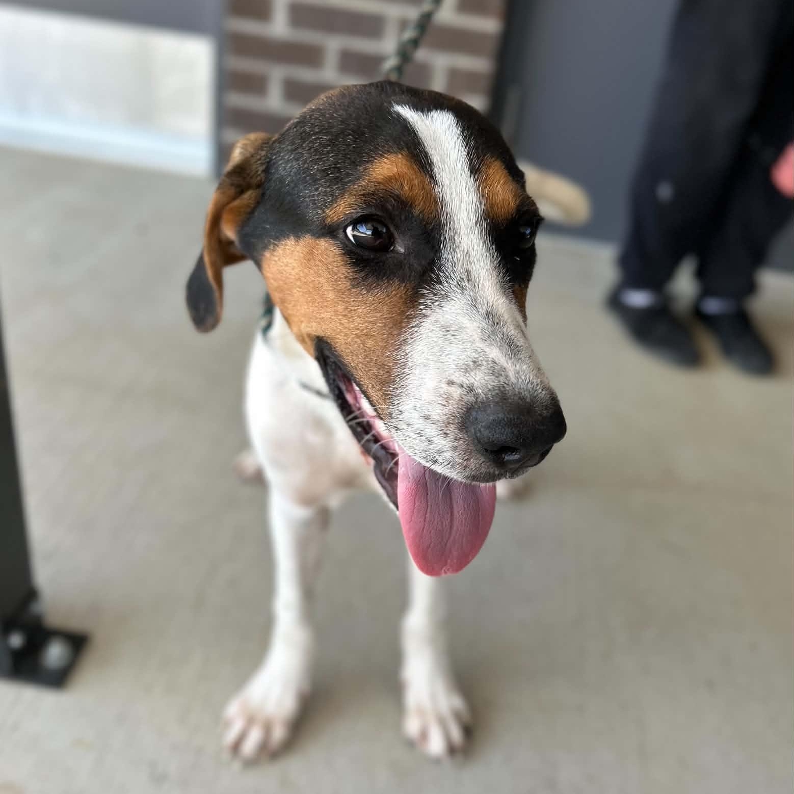 Enlarge Dan, a Adopted mixed breed in Manchester, TN image 4/5
