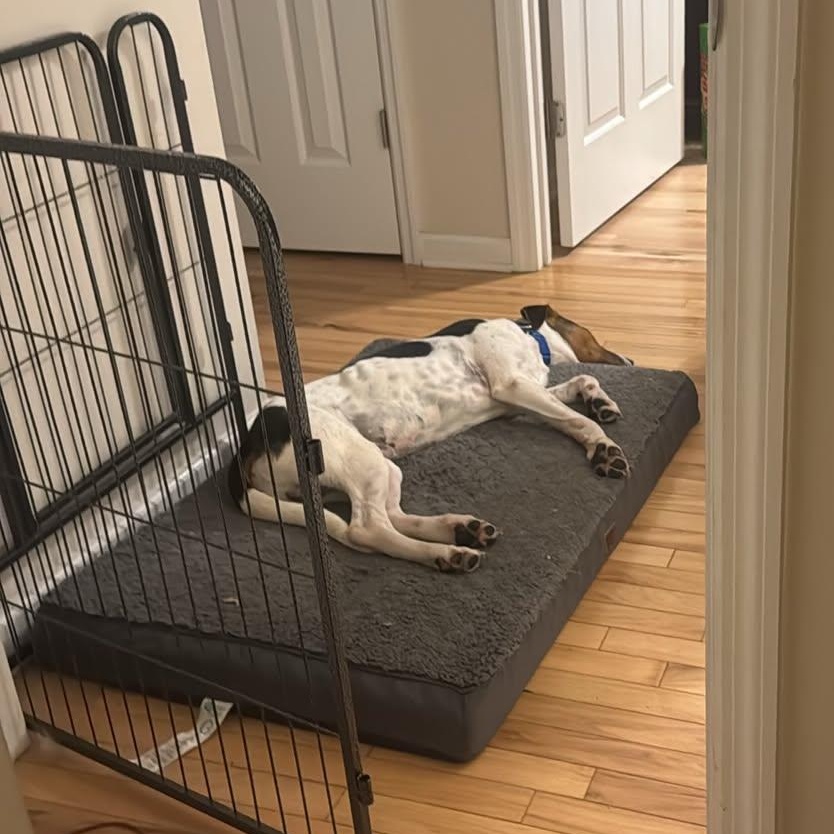 Enlarge Dan, a Adopted mixed breed in Manchester, TN image 2/5