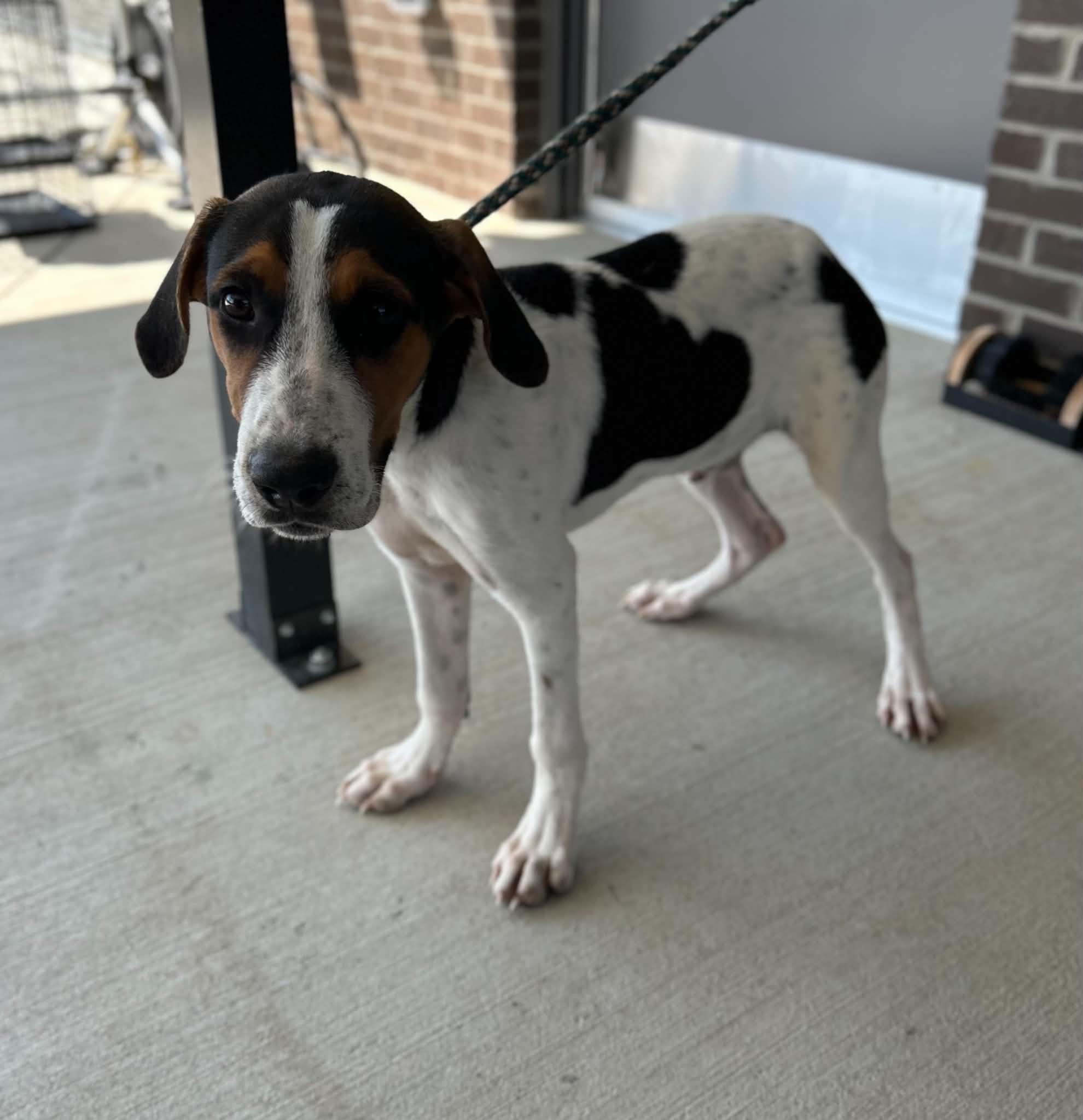 Enlarge Dan, a Adopted mixed breed in Manchester, TN image 5/5