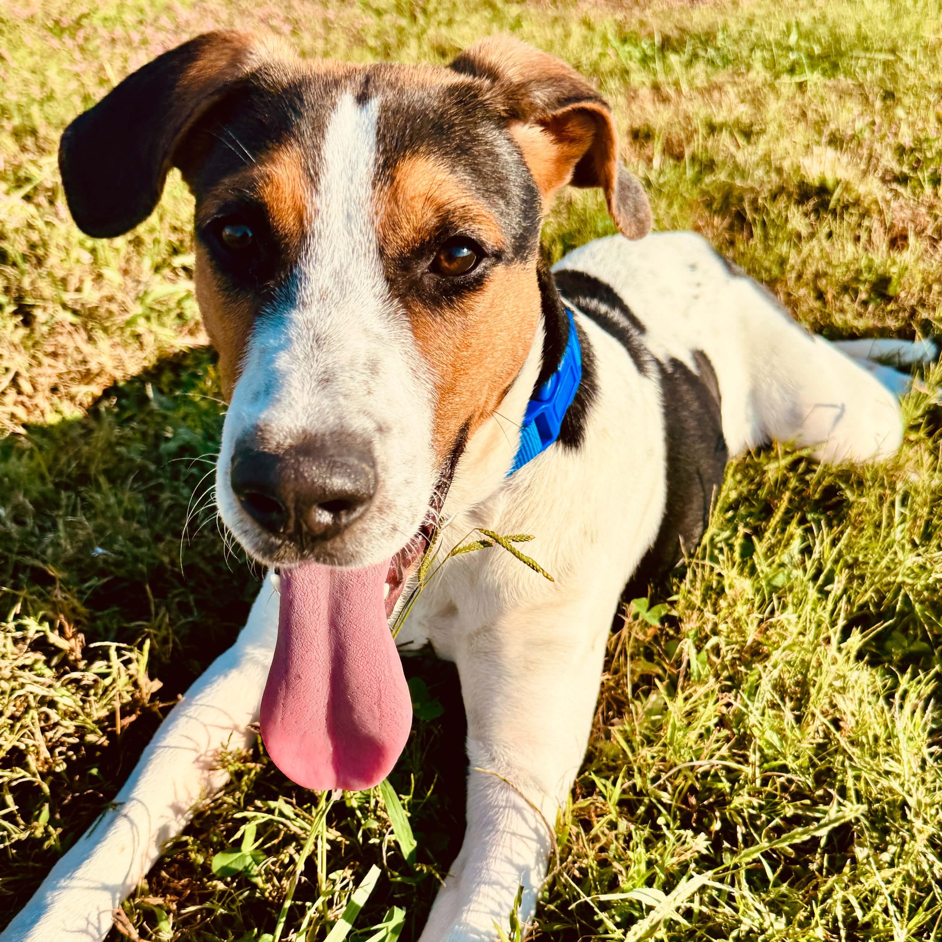 Enlarge Dan, a Adopted mixed breed in Manchester, TN image 1/5