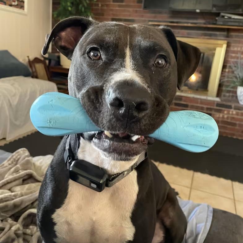 Ringo (Courtesy Post), a ADOPTABLE mixed breed in Cedar Mountain, NC image 2/4