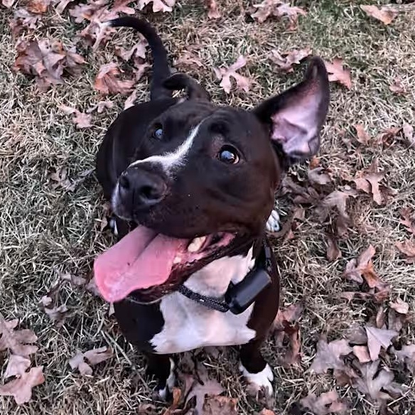 Ringo (Courtesy Post), a ADOPTABLE mixed breed in Cedar Mountain, NC image 4/4