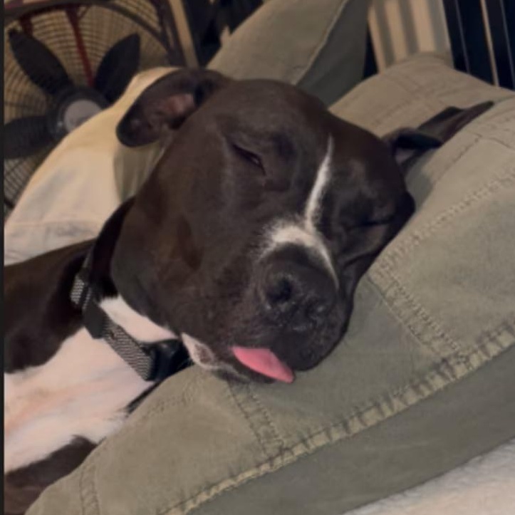 Ringo (Courtesy Post), a ADOPTABLE mixed breed in Cedar Mountain, NC image 3/4