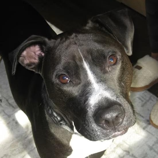 Ringo (Courtesy Post), a ADOPTABLE mixed breed in Cedar Mountain, NC image 1/4