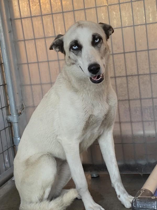 Enlarge Midge, a Adoptable mixed breed in Victorville, CA image 1/1