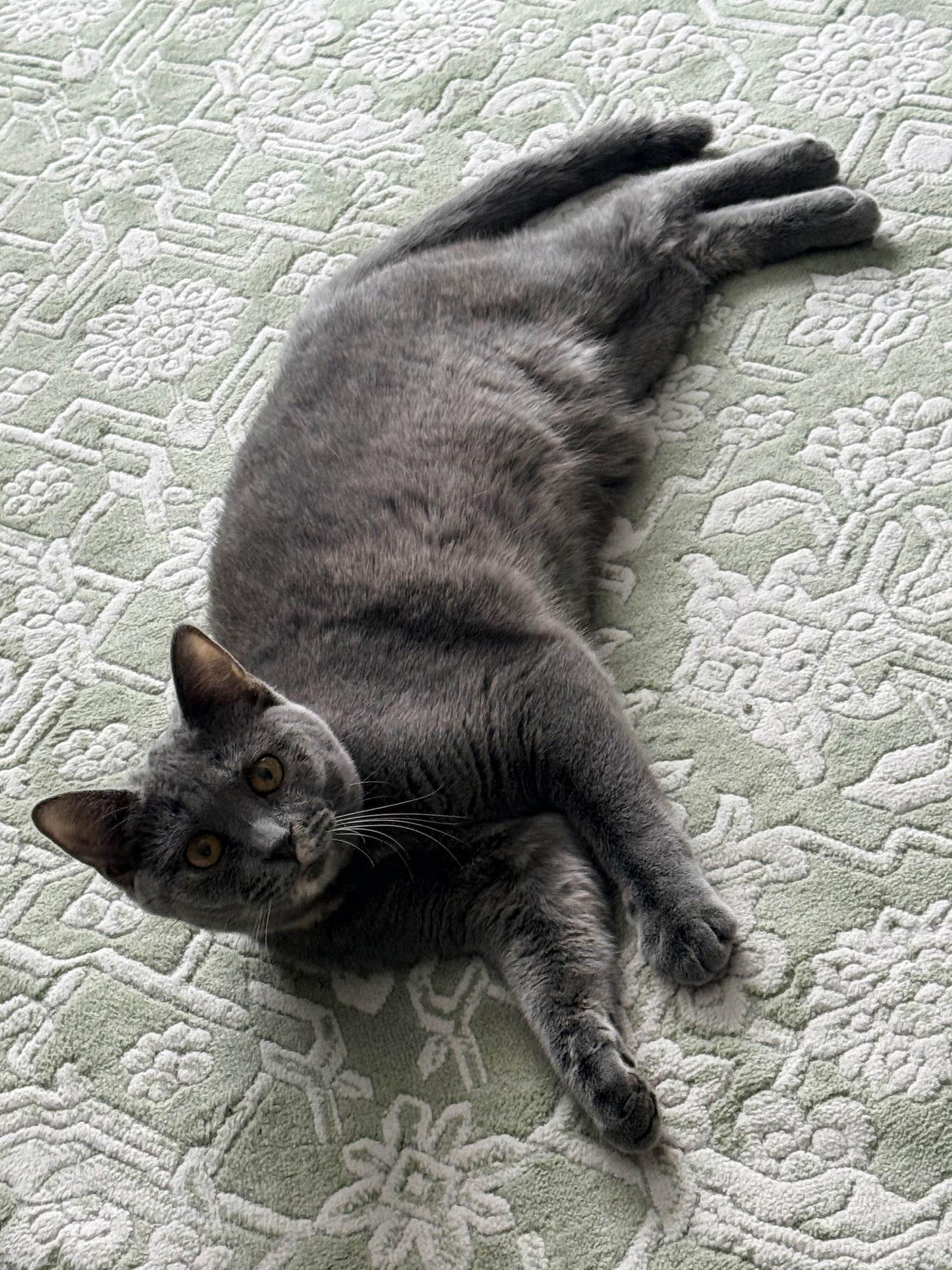 Sheila, Adopted, Kitten Female Domestic Short Hair.