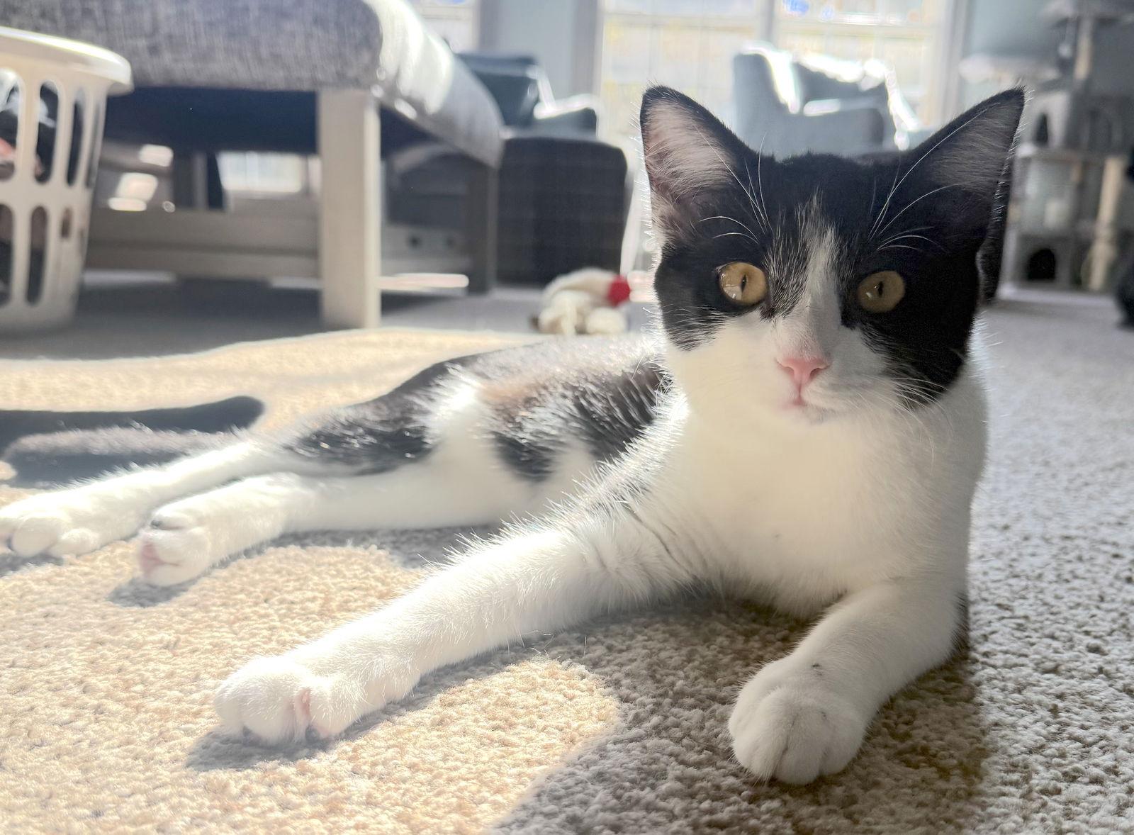 Ms. Fancy, Adoptable, Young Female Domestic Short Hair.