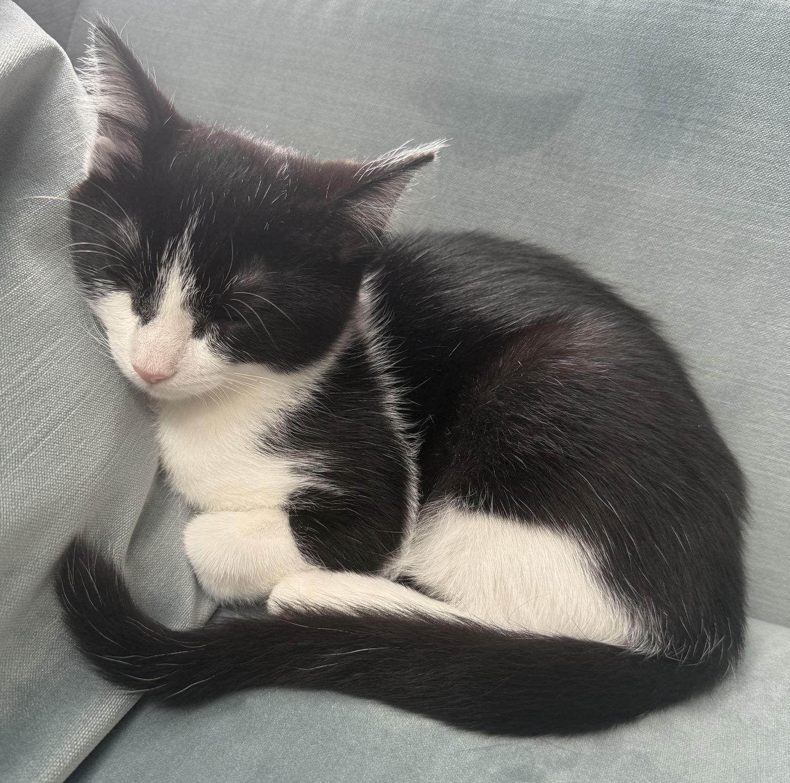 Enlarge Ms. Fancy, a Adoptable Domestic Short Hair in Reston, VA image 3/3