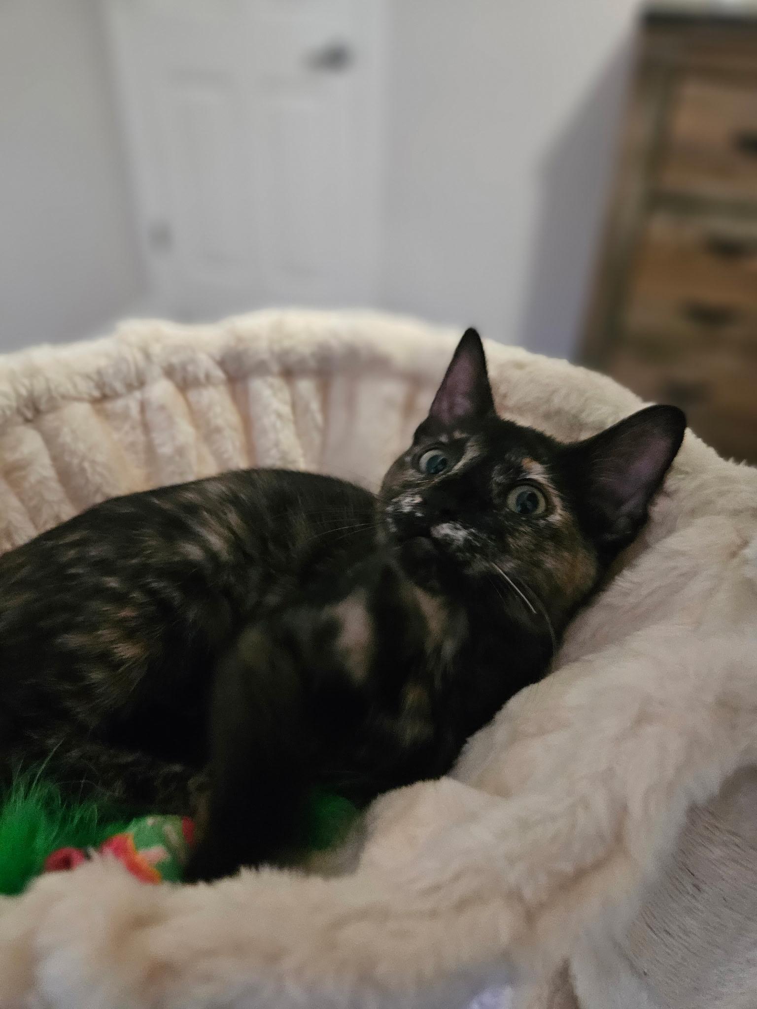 Enlarge Mary Read, an adopted Domestic Short Hair in Seneca, SC image 2/3