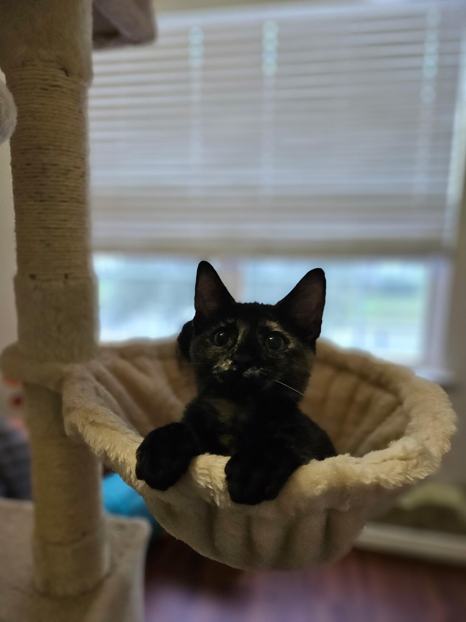 Enlarge Mary Read, an adopted Domestic Short Hair in Seneca, SC image 3/3