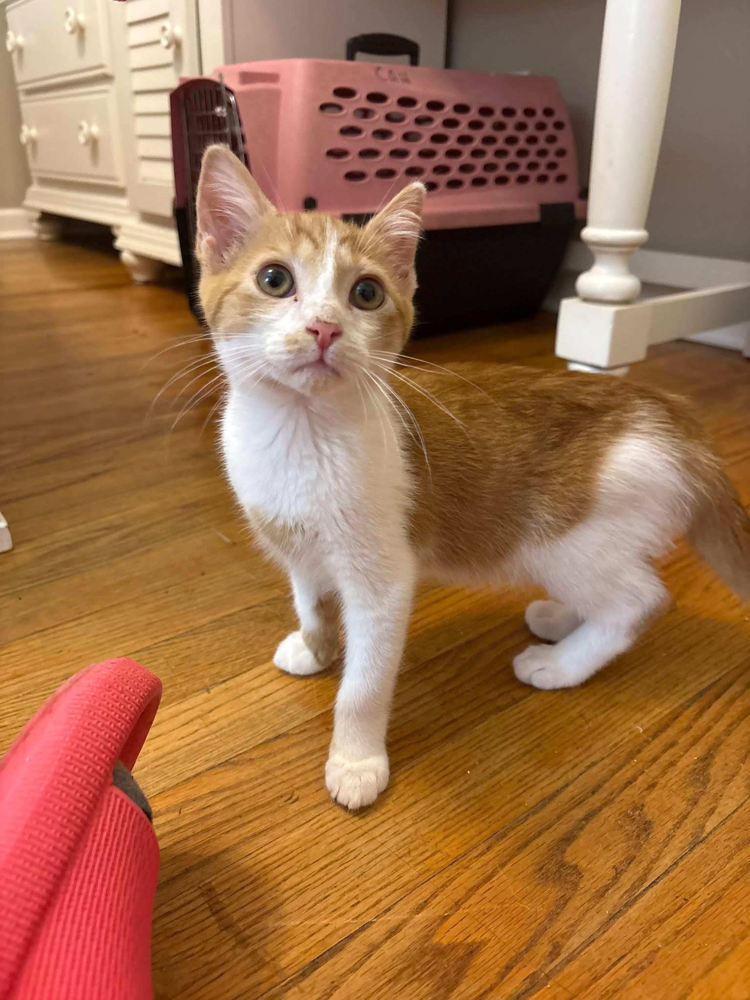Enlarge Timmy 75, a ADOPTABLE Domestic Short Hair in Seneca, SC image 2/3