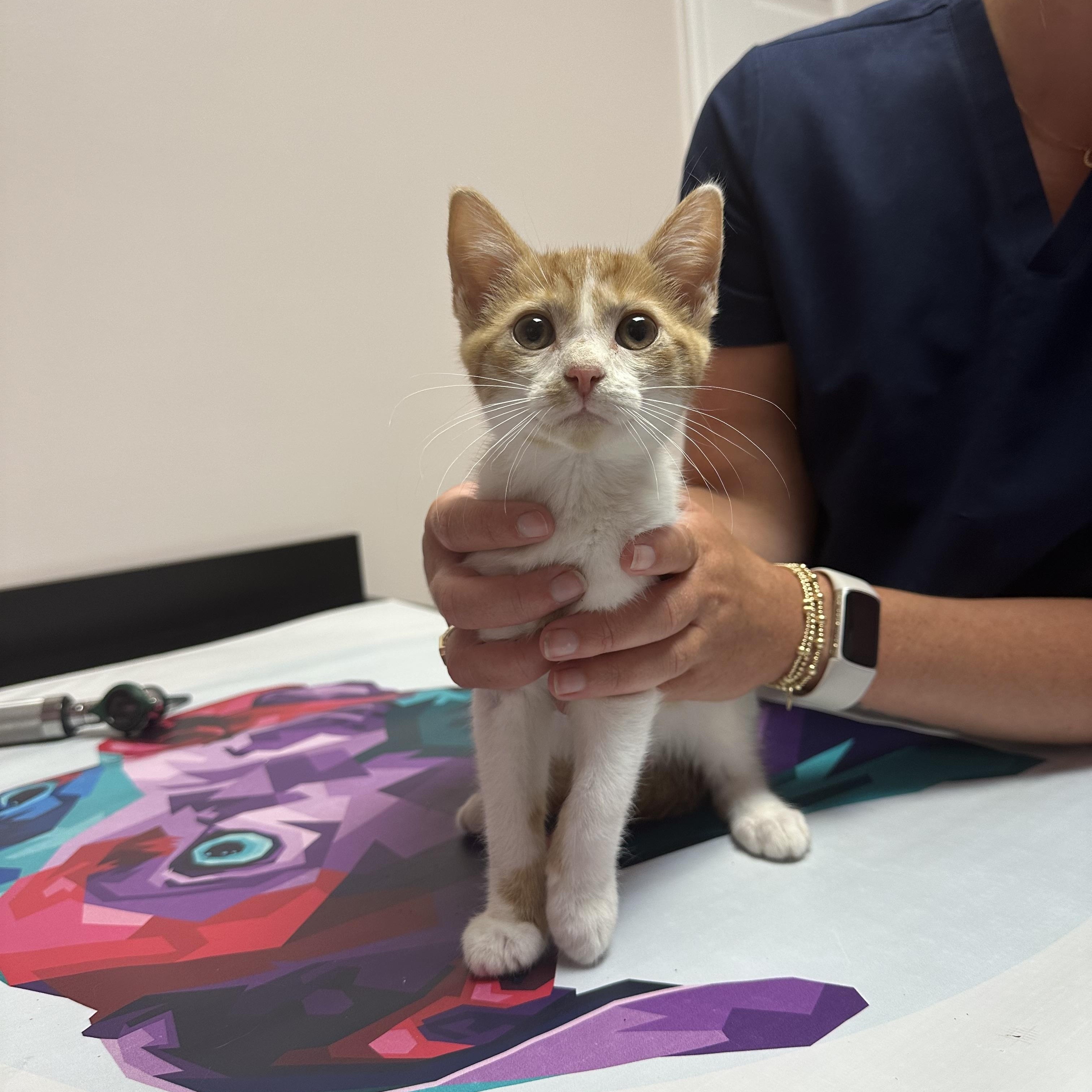 Enlarge Timmy 195, a ADOPTABLE Domestic Short Hair in Seneca, SC image 1/1