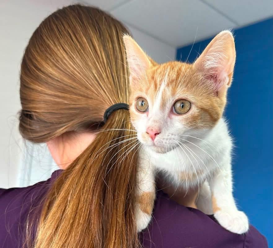 Enlarge Timmy 75, a ADOPTABLE Domestic Short Hair in Seneca, SC image 1/3