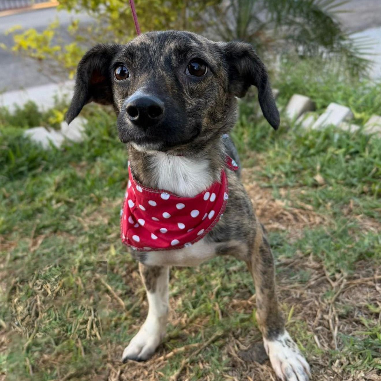 Enlarge Coco, a ADOPTABLE mixed breed in San Diego, CA image 1/1