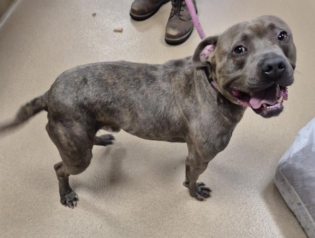 CAPONE, Adoptable, Young Male Pit Bull Terrier.