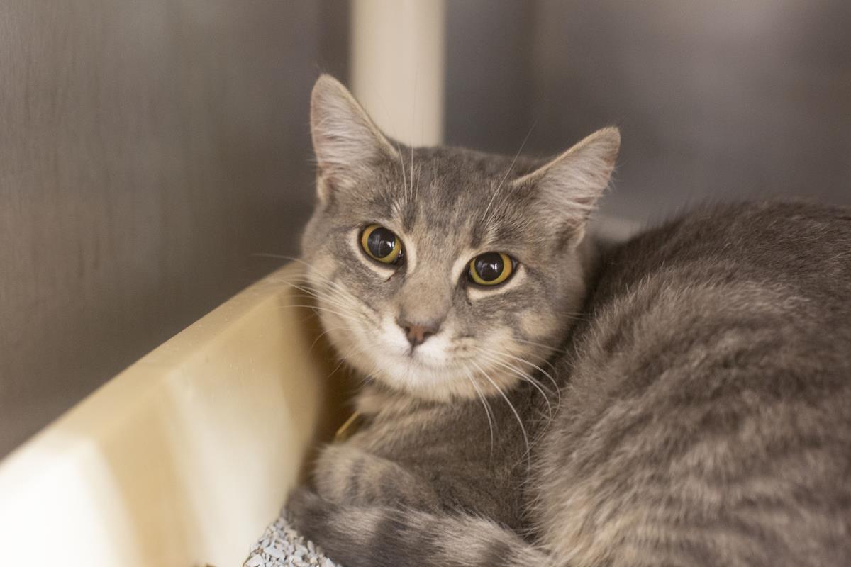 Enlarge Rain, a Adoptable mixed breed in Mountain Home, AR image 1/1