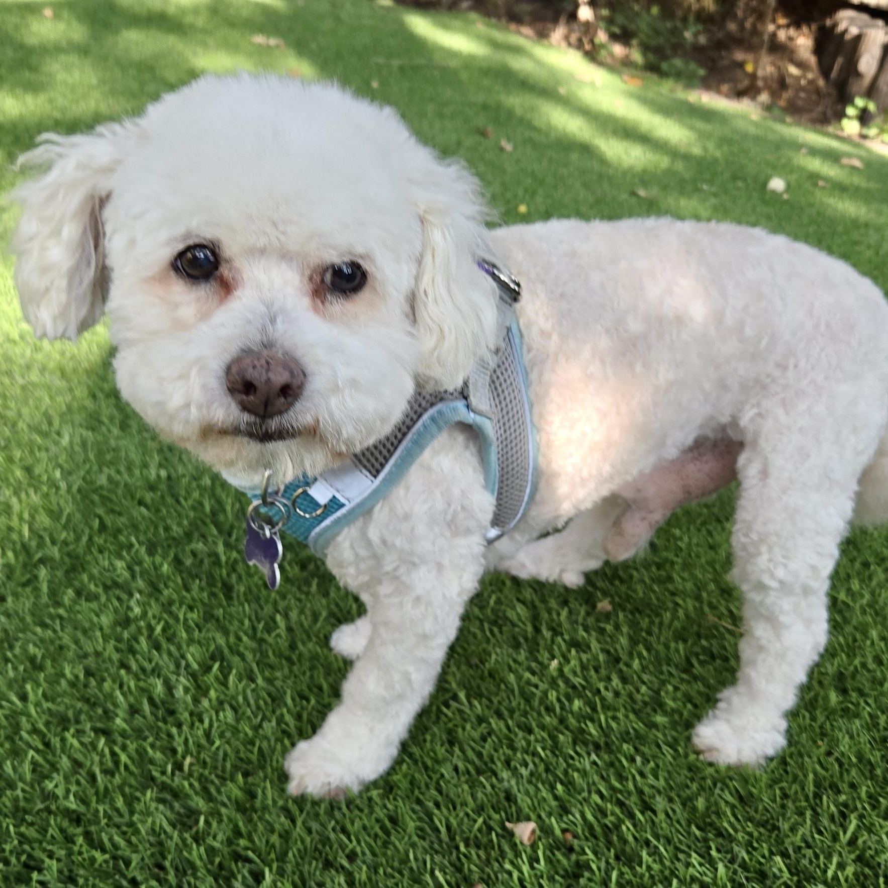 Enlarge Chowder Flagg, a Adoptable mixed breed in Plano, TX image 2/3