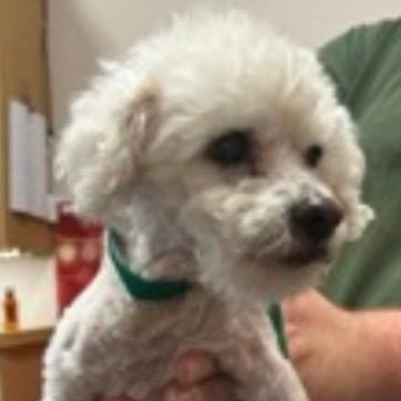 Chowder Flagg, Adoptable, Adult Male Poodle (Toy).