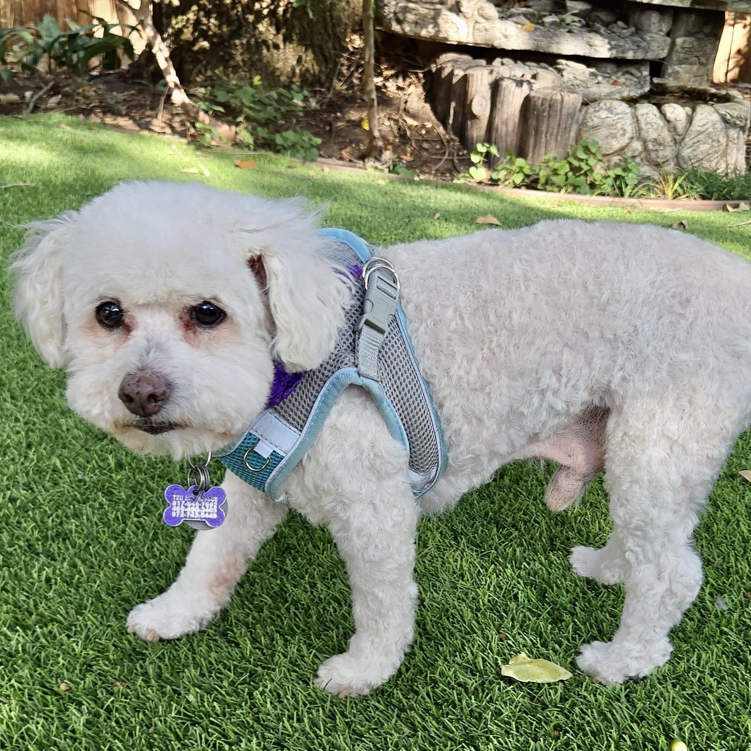 Chowder Flagg, Adoptable, Senior Male Poodle (Toy).