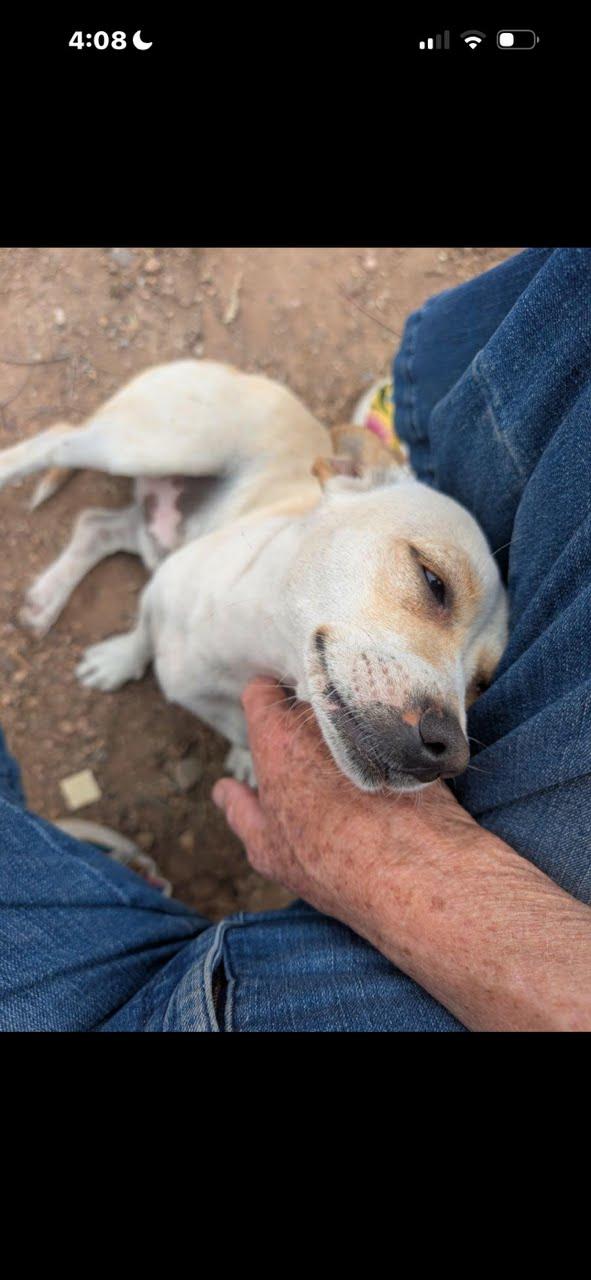 Don Knotts, a Adoptable Chihuahua in Phoenix, AZ image 1/4
