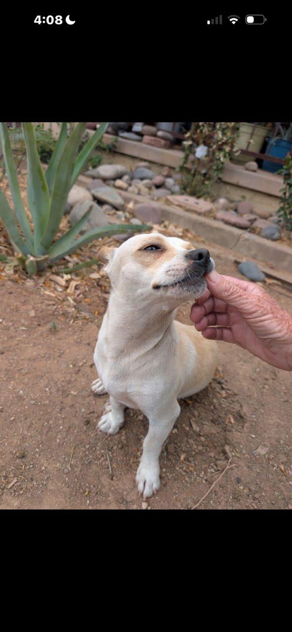 Don Knotts, a Adoptable Chihuahua in Phoenix, AZ image 2/4