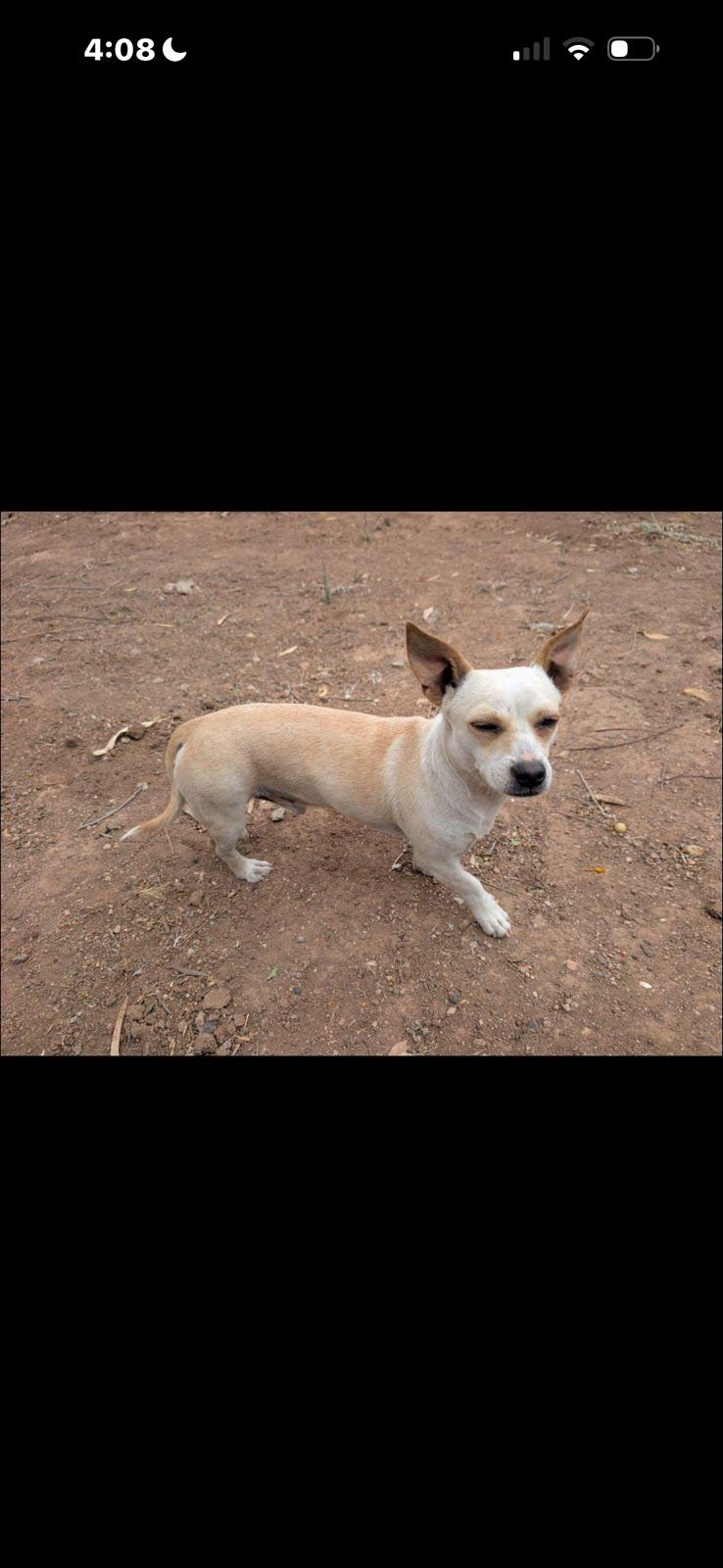 Don Knotts, a Adoptable Chihuahua in Phoenix, AZ image 3/4