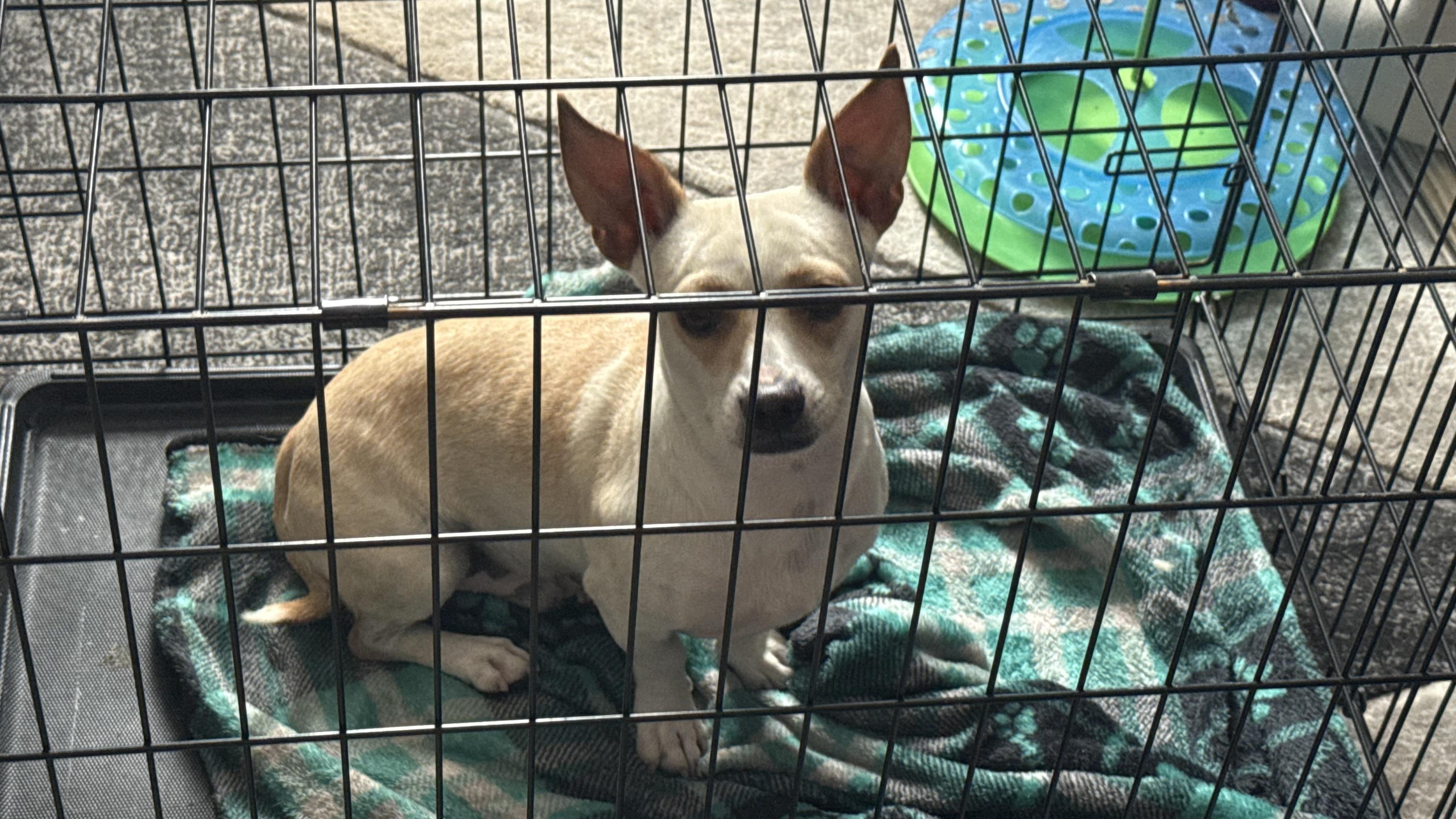 Don Knotts, a Adoptable Chihuahua in Phoenix, AZ image 4/4