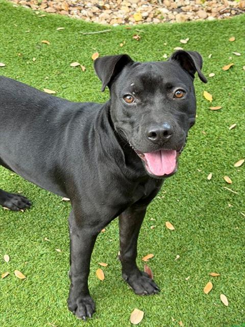 DARIUS, Adoptable, Young Male Pit Bull Terrier & Mixed Breed.