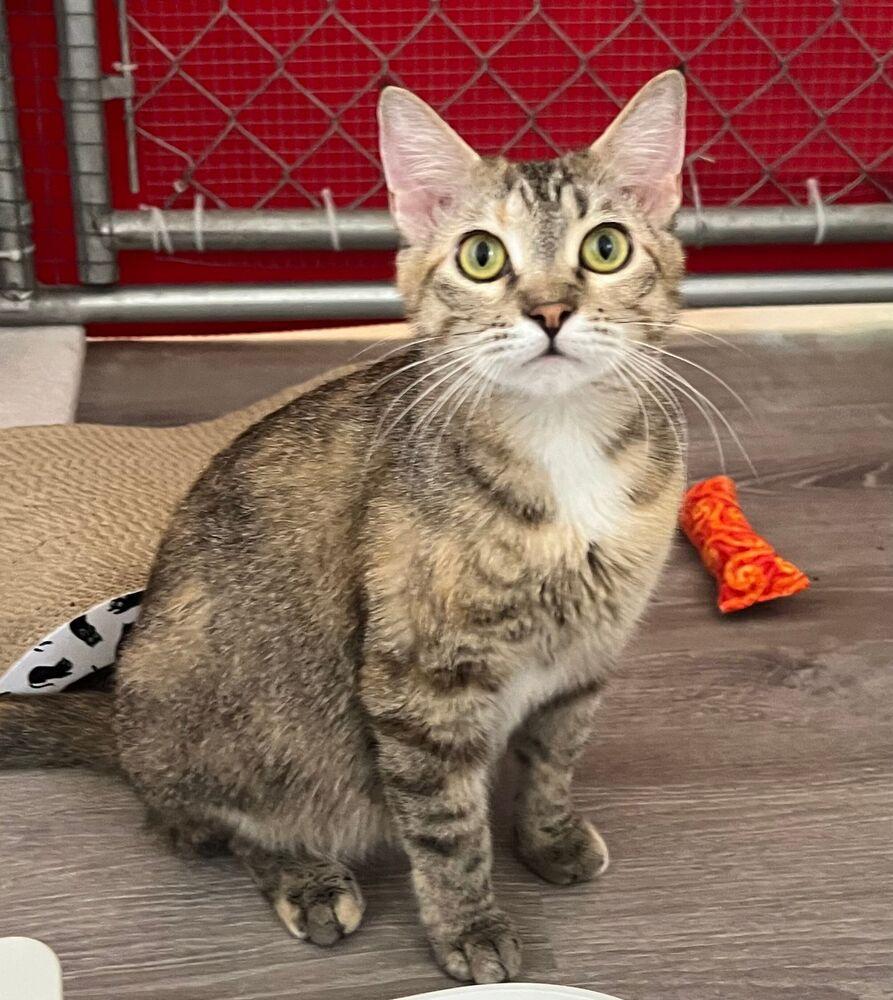 Enlarge Petal, a Adoptable Domestic Short Hair in McPherson, KS image 1/1