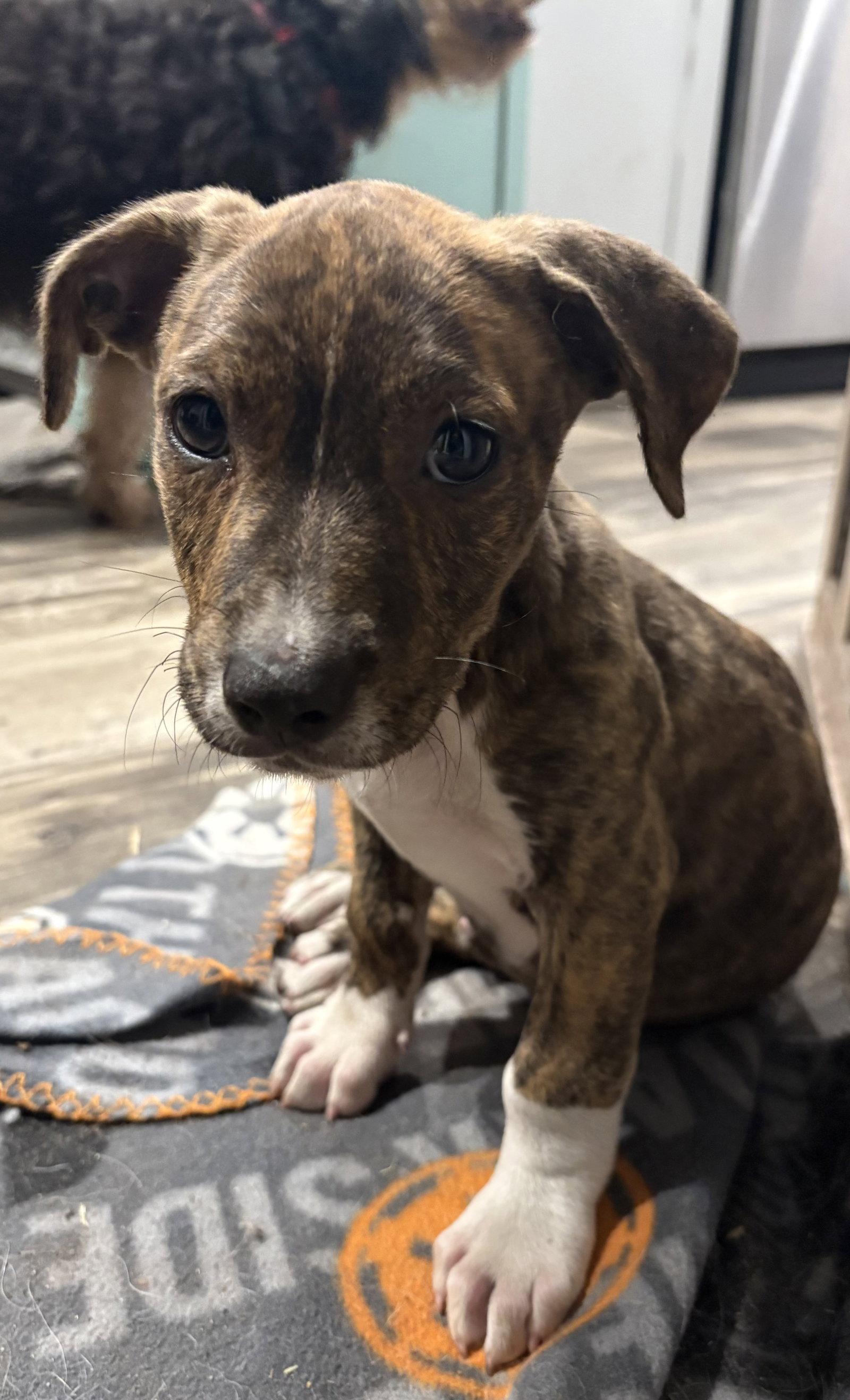Romulus, Adoptable, Puppy Male Mixed Breed.