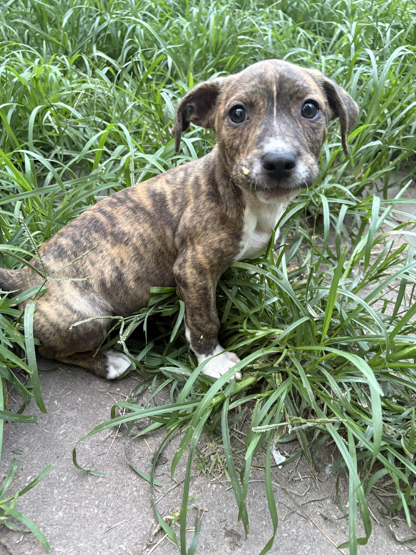 Enlarge Romulus, a Adoptable Mixed Breed in Mount Pleasant, SC image 2/2