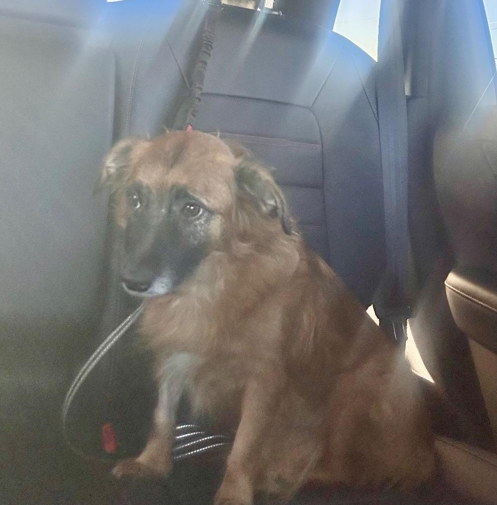 Dede, Adoptable, Senior Female Shepherd & Dachshund.