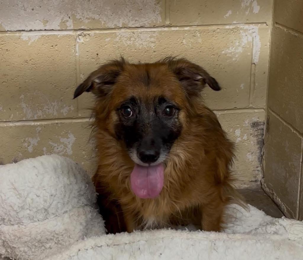 Enlarge Dede, a Adoptable mixed breed in Newnan, GA image 2/3