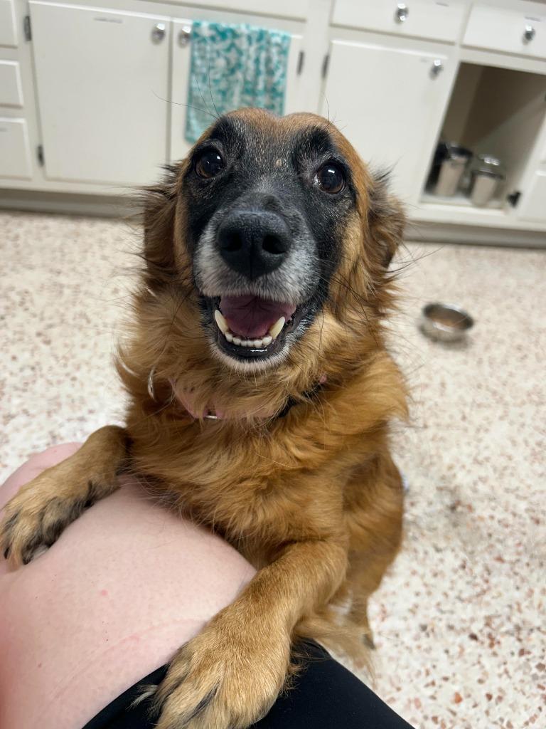 Enlarge Dede, a Adoptable mixed breed in Newnan, GA image 3/3