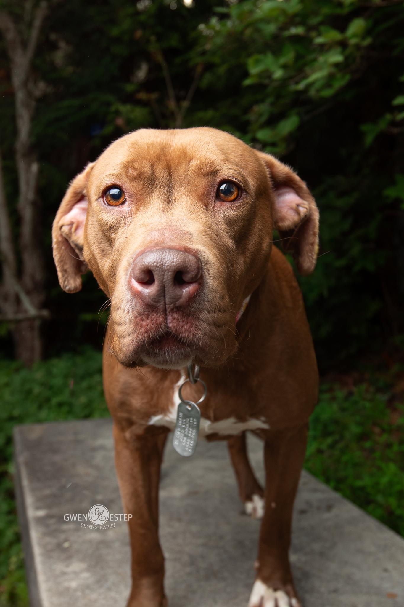 Ruby Riot, a Adoptable mixed breed in Dayton, OH image 1/6