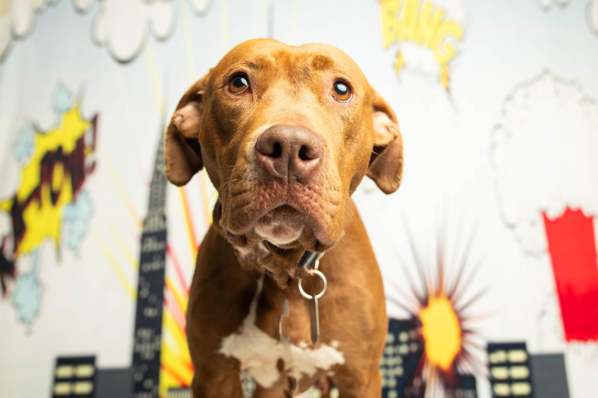 Enlarge Ruby Riot, a Adoptable mixed breed in Dayton, OH image 5/6