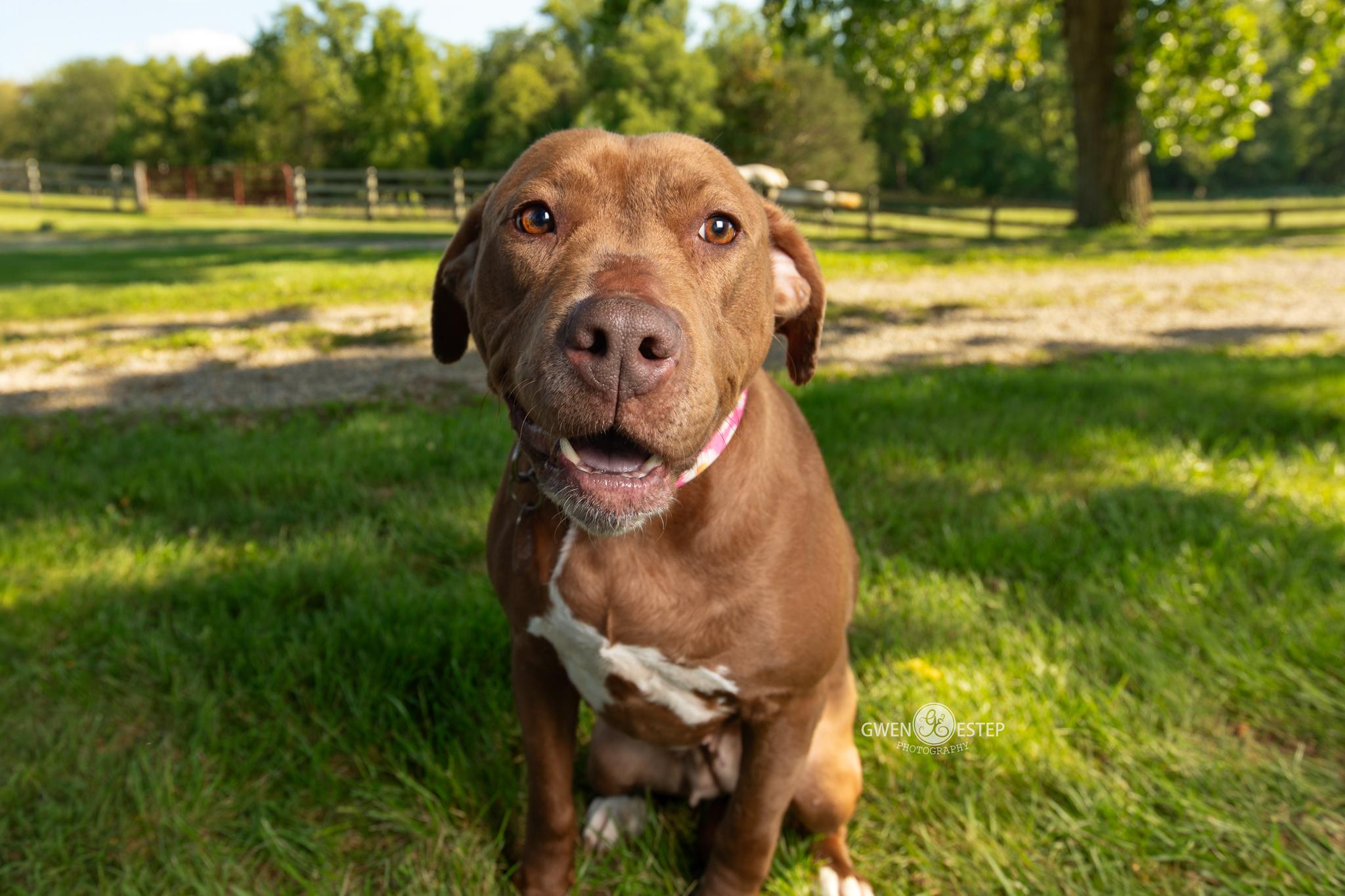 Ruby Riot, a Adoptable mixed breed in Dayton, OH image 2/6