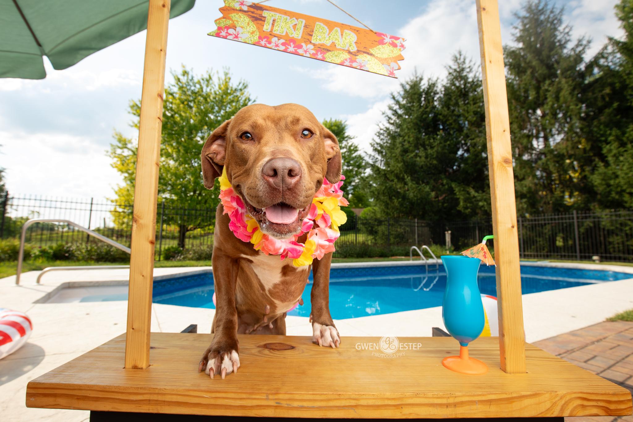 Enlarge Ruby Riot, a Adoptable mixed breed in Dayton, OH image 2/6